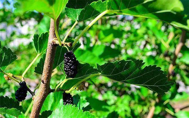 金手指多肉植物怎么養(yǎng)_金手指多肉怎么養(yǎng)_金手指多肉有毒嗎