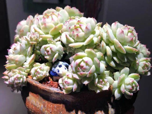 金手指多肉怎么養(yǎng)_金手指多肉植物怎么養(yǎng)_金手指多肉有毒嗎