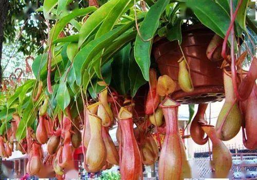 金手指多肉植物怎么養(yǎng)_金手指多肉怎么養(yǎng)_金手指多肉有毒嗎