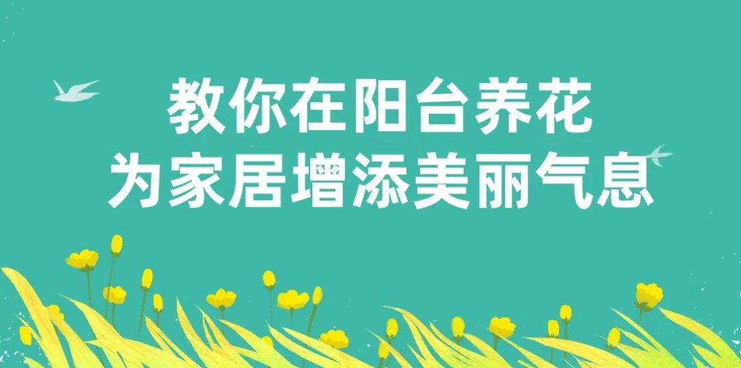 觀音蓮多肉植物怎么養(yǎng)護(hù)_觀音蓮植物多肉養(yǎng)護(hù)注意事項_觀音蓮植物多肉養(yǎng)護(hù)方法