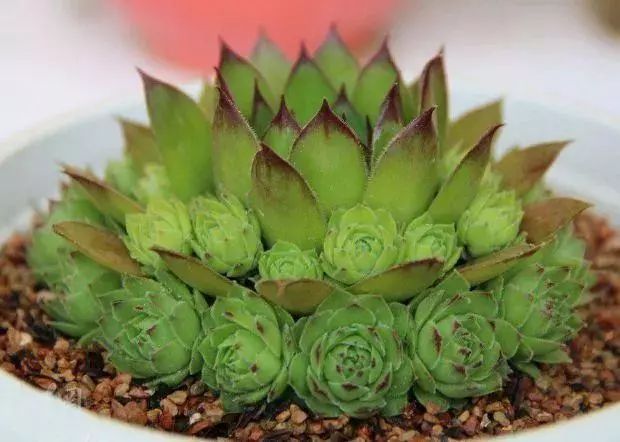 觀音蓮多肉植物怎么養(yǎng)護(hù)_觀音蓮植物多肉養(yǎng)護(hù)注意事項_觀音蓮植物多肉養(yǎng)護(hù)方法