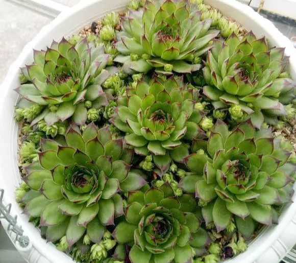 觀音蓮植物多肉養(yǎng)護(hù)注意事項_觀音蓮多肉植物怎么養(yǎng)護(hù)_觀音蓮植物多肉養(yǎng)護(hù)方法