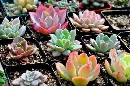 盆栽多肉移植_多肉的移盆_多肉如何移盆種植
