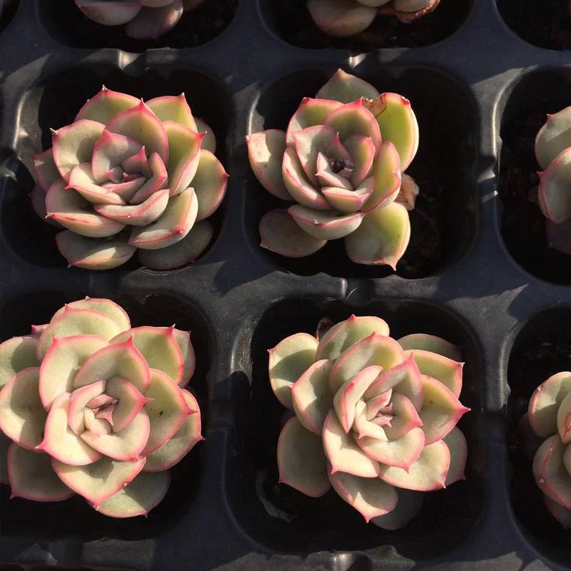 多肉如何移盆種植_盆栽多肉移植_多肉的移盆