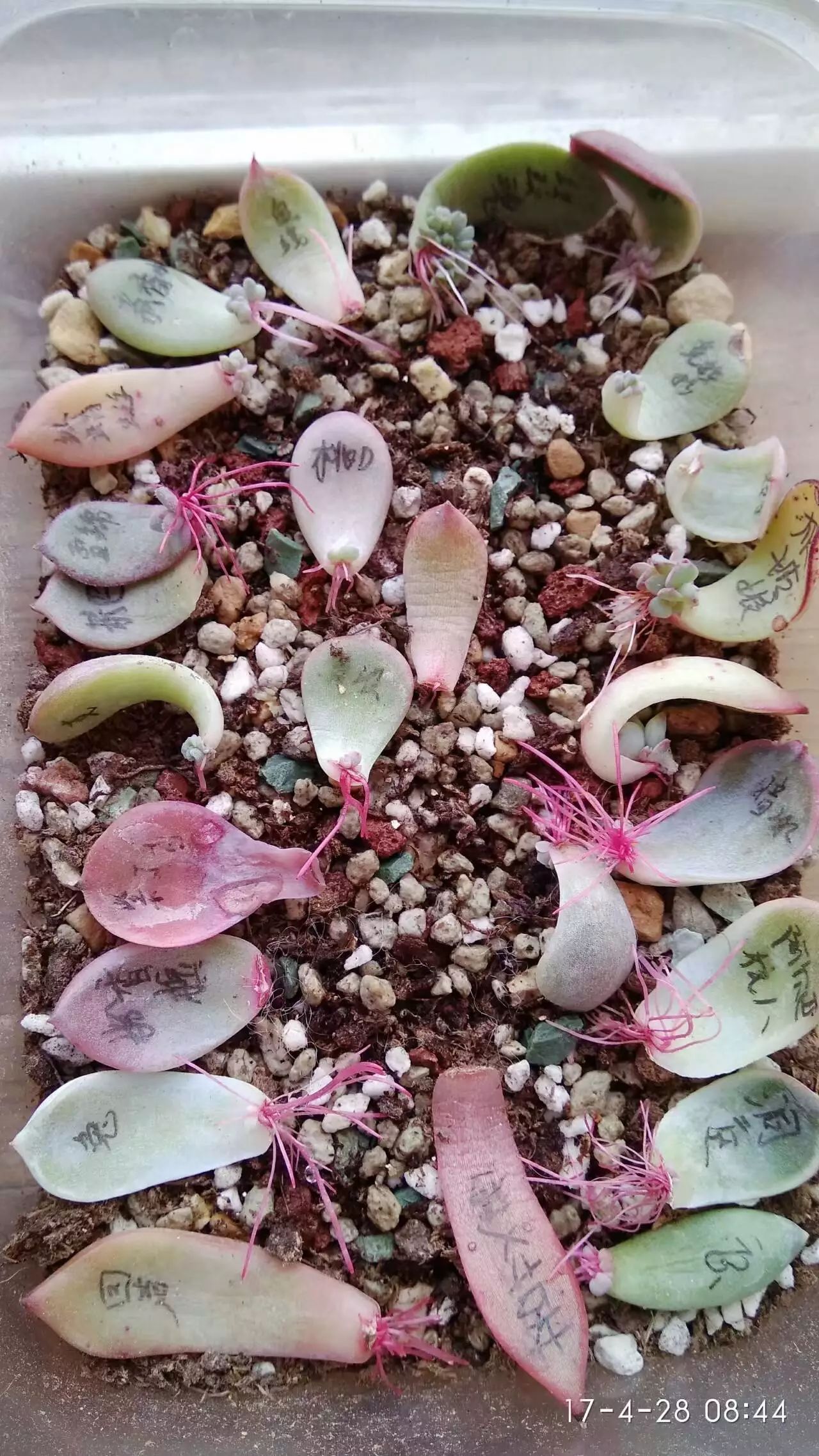 多肉如何移盆種植_盆栽多肉移植_多肉的移盆