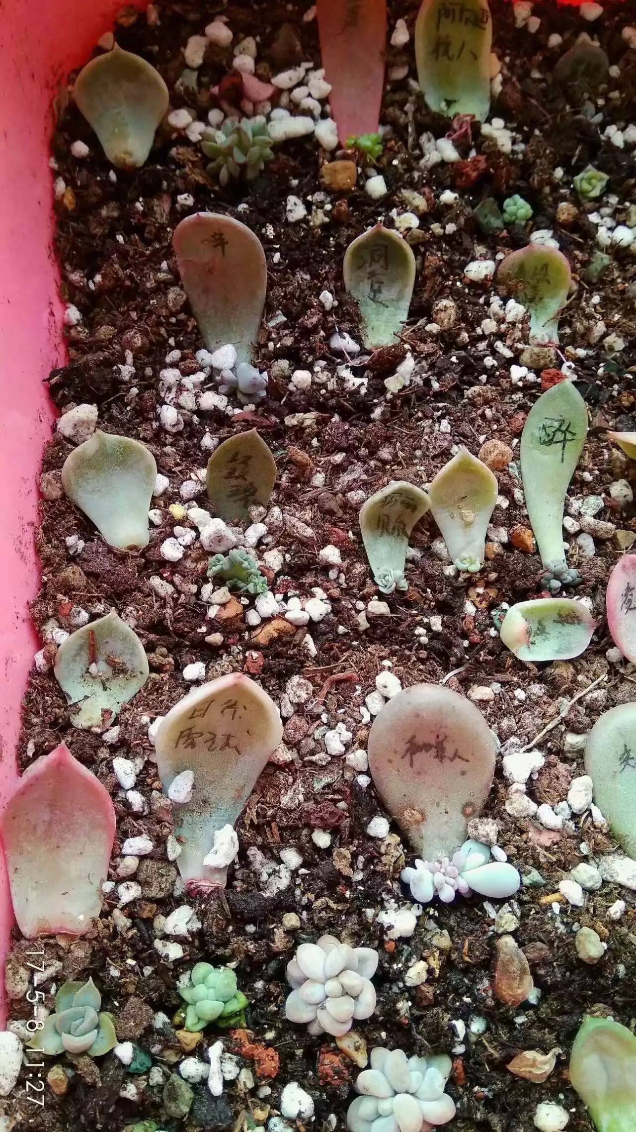 多肉的移盆_盆栽多肉移植_多肉如何移盆種植