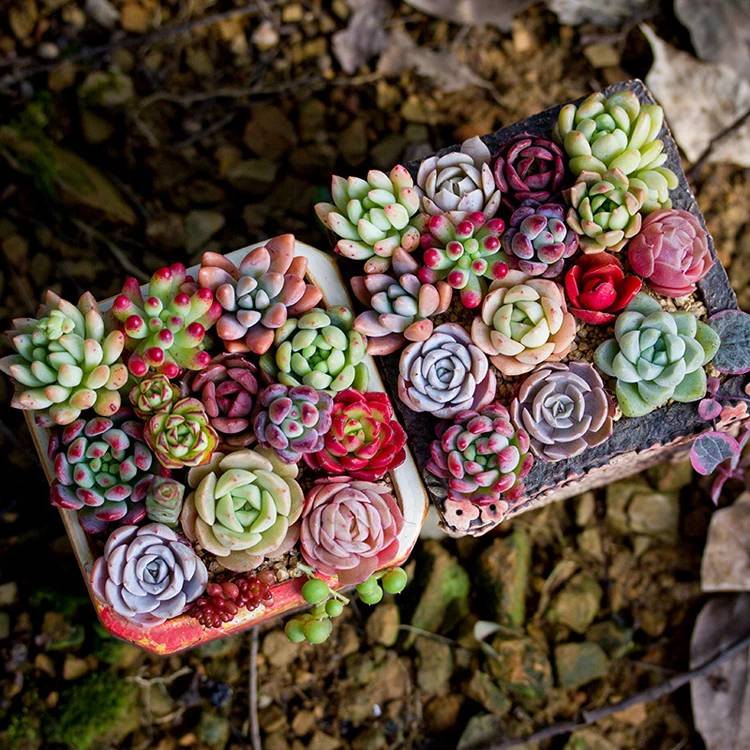 多肉的移盆_多肉如何移盆種植_盆栽多肉移植