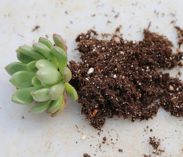 養(yǎng)多肉的土怎么配最好_養(yǎng)多肉用的土怎么配比較好_養(yǎng)土配多肉好養(yǎng)嗎