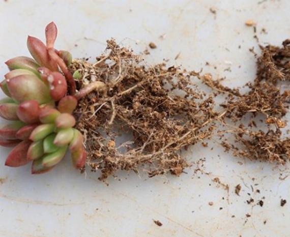 養(yǎng)多肉用的土怎么配比較好_養(yǎng)土配多肉好養(yǎng)嗎_養(yǎng)多肉的土怎么配最好