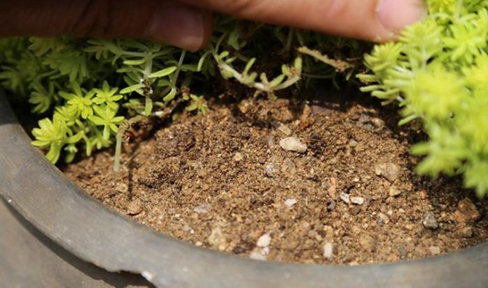 養(yǎng)土配多肉好養(yǎng)嗎_養(yǎng)多肉的土怎么配最好_養(yǎng)多肉用的土怎么配比較好