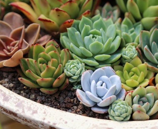 養(yǎng)多肉的土怎么配最好_養(yǎng)土配多肉好養(yǎng)嗎_養(yǎng)多肉用的土怎么配比較好