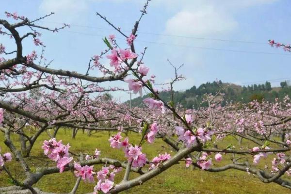成都懷遠古鎮(zhèn)旅游攻略_成都懷遠古鎮(zhèn)有什么好玩_成都懷遠古鎮(zhèn)景區(qū)怎么樣