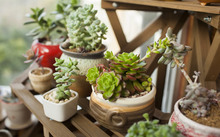 多肉花卉批發(fā)_花卉批發(fā)多肉圖片大全_花卉市場多肉