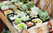 多肉花卉批發(fā)_花卉市場多肉_花卉批發(fā)多肉圖片大全