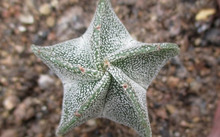 多肉花卉批發(fā)_花卉批發(fā)多肉圖片大全_花卉市場多肉