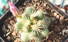 花卉市場多肉_花卉批發(fā)多肉圖片大全_多肉花卉批發(fā)