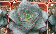 多肉花卉批發(fā)_花卉市場多肉_花卉批發(fā)多肉圖片大全