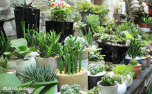 花卉批發(fā)多肉圖片大全_花卉市場多肉_多肉花卉批發(fā)