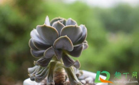 雞蛋玫瑰多肉好養(yǎng)嗎_雞蛋玫瑰多肉_雞蛋玫瑰多肉怎么養(yǎng)