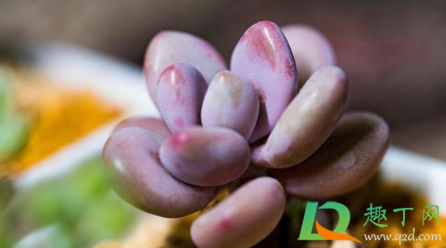 雞蛋玫瑰多肉怎么養(yǎng)_雞蛋玫瑰多肉好養(yǎng)嗎_雞蛋玫瑰多肉