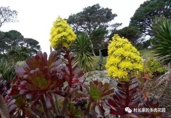 多肉開(kāi)花會(huì)死嗎_開(kāi)花死的多肉_開(kāi)花后會(huì)死亡的多肉植物