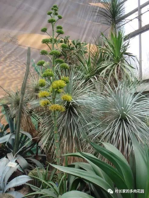 開(kāi)花死的多肉_多肉開(kāi)花會(huì)死嗎_開(kāi)花后會(huì)死亡的多肉植物