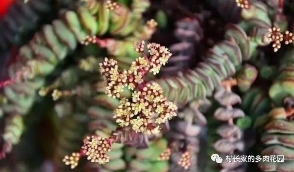 開(kāi)花死的多肉_開(kāi)花后會(huì)死亡的多肉植物_多肉開(kāi)花會(huì)死嗎