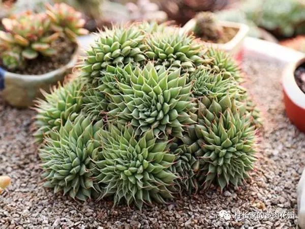 多肉開(kāi)花會(huì)死嗎_開(kāi)花死的多肉_開(kāi)花后會(huì)死亡的多肉植物