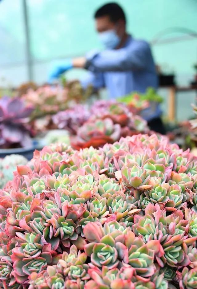 多肉爆芽素真的有用嗎_多肉爆芽素_沒有優(yōu)芽素是怎么讓多肉爆側(cè)芽