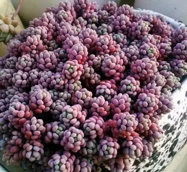 沒有優(yōu)芽素是怎么讓多肉爆側(cè)芽_多肉爆芽素_多肉爆芽素真的有用嗎