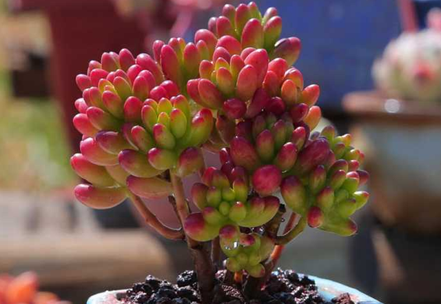 沒有優(yōu)芽素是怎么讓多肉爆側(cè)芽_多肉爆芽素_多肉爆芽素真的有用嗎