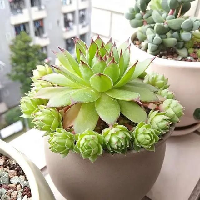 多肉爆芽素真的有用嗎_沒有優(yōu)芽素是怎么讓多肉爆側(cè)芽_多肉爆芽素