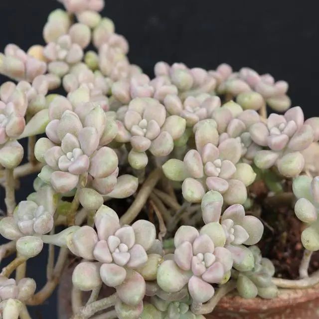 多肉爆芽素_多肉爆芽素真的有用嗎_沒有優(yōu)芽素是怎么讓多肉爆側(cè)芽