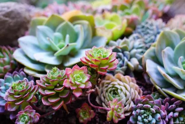 多肉爆芽素真的有用嗎_沒有優(yōu)芽素是怎么讓多肉爆側(cè)芽_多肉爆芽素