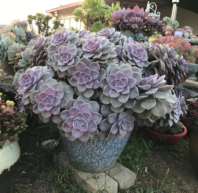 多肉爆芽素真的有用嗎_沒有優(yōu)芽素是怎么讓多肉爆側(cè)芽_多肉爆芽素