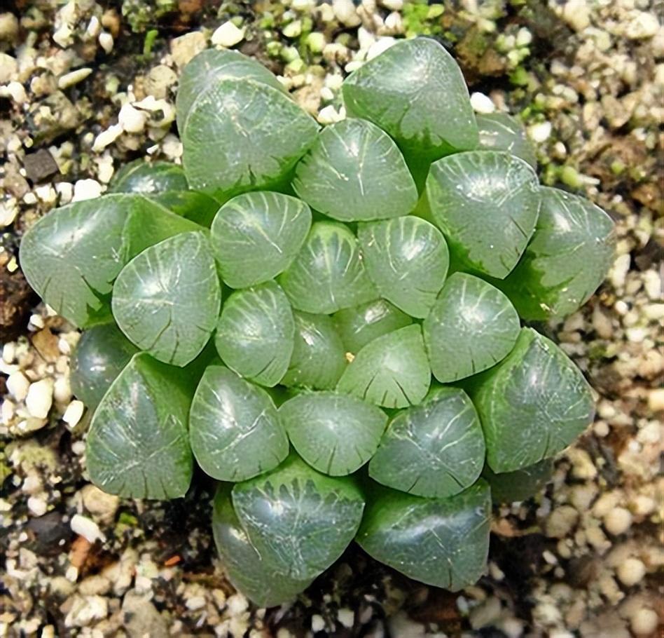 修剪植物多肉視頻教程_多肉植物怎么修剪_修剪植物多肉視頻