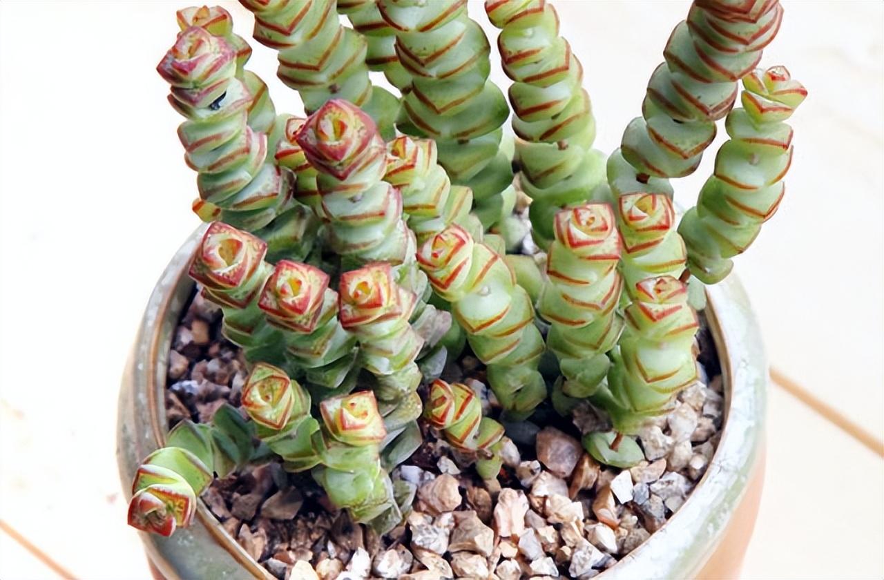 多肉植物怎么修剪_修剪植物多肉視頻教程_修剪植物多肉視頻