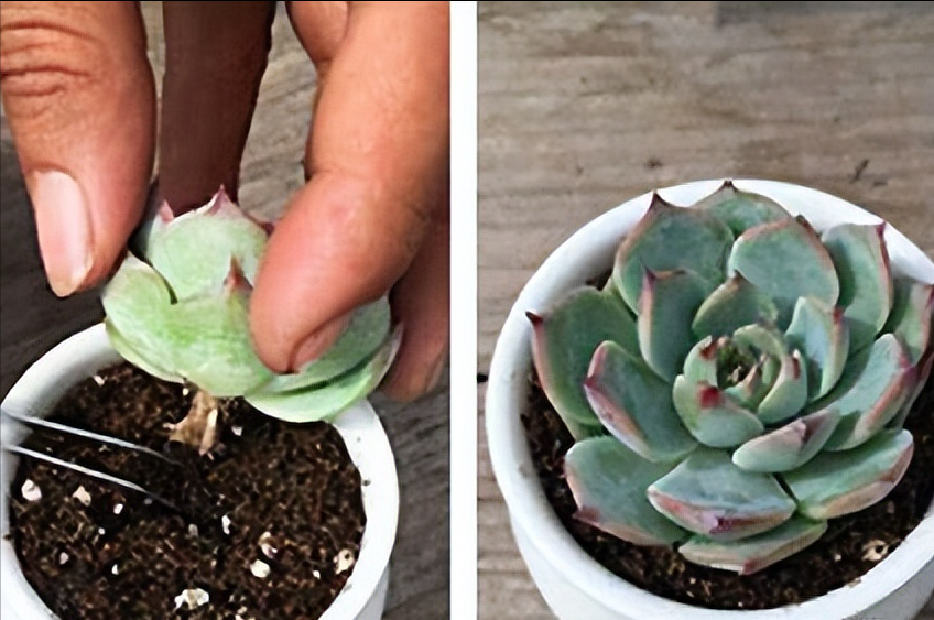 多肉植物怎么修剪_修剪植物多肉視頻教程_修剪植物多肉視頻