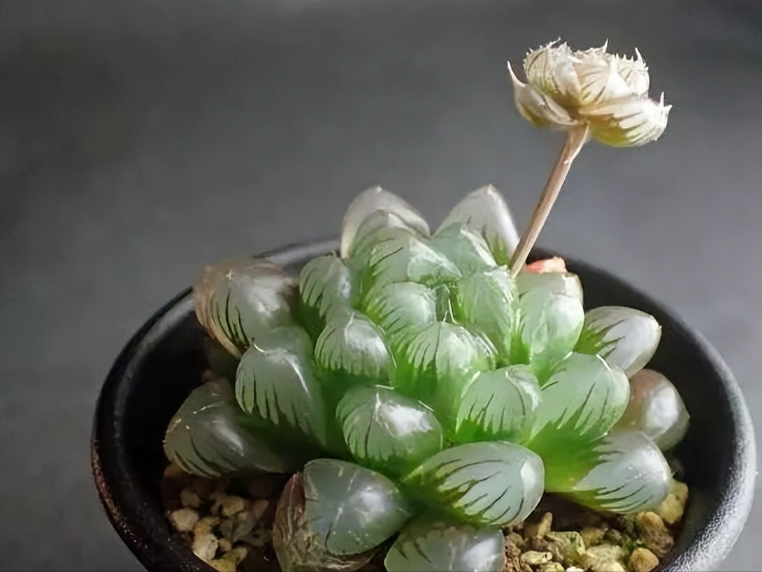 修剪植物多肉視頻_修剪植物多肉視頻教程_多肉植物怎么修剪