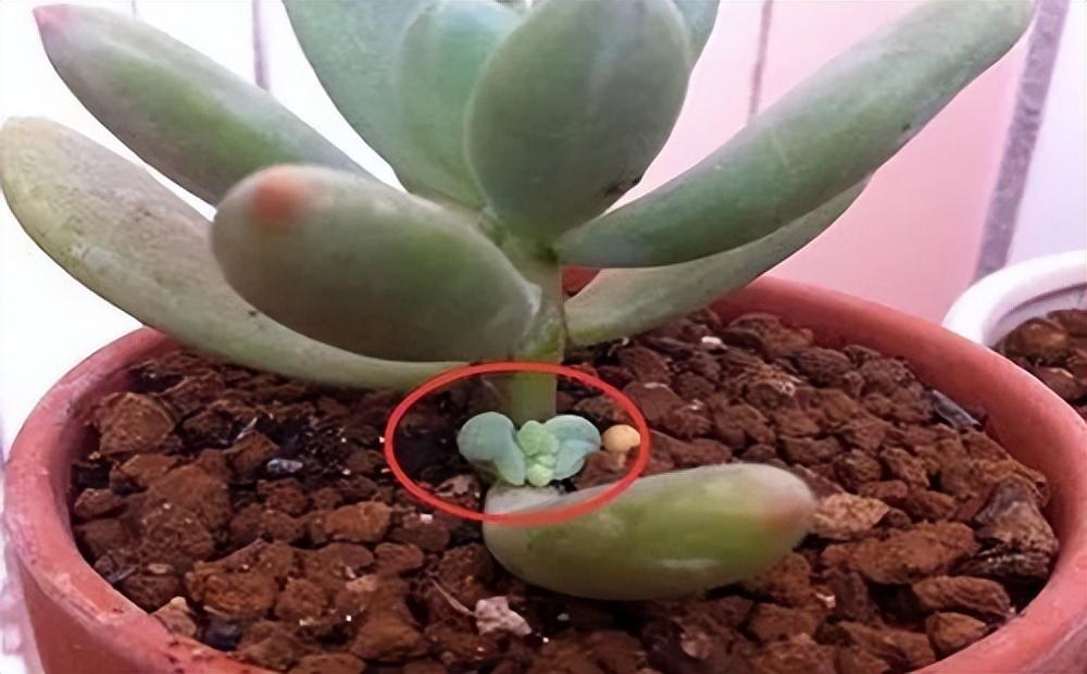 多肉植物怎么修剪_修剪植物多肉視頻教程_修剪植物多肉視頻