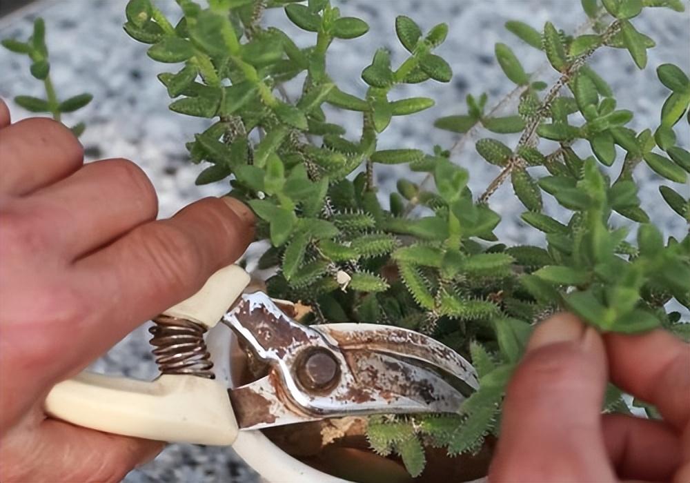 修剪植物多肉視頻_修剪植物多肉視頻教程_多肉植物怎么修剪