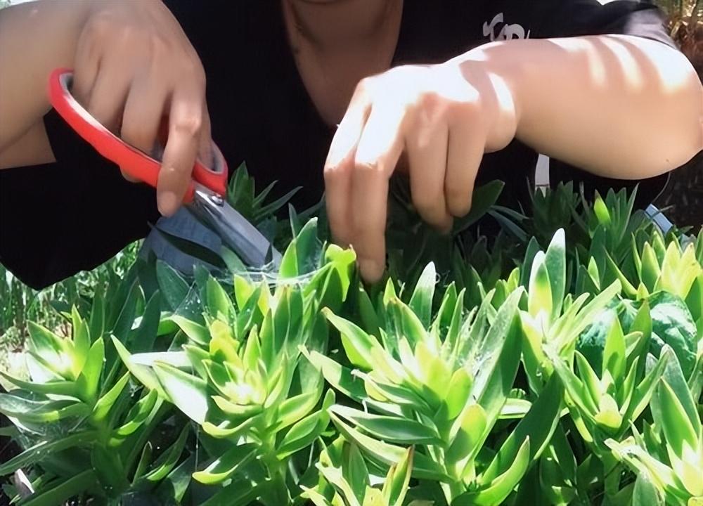 修剪植物多肉視頻教程_修剪植物多肉視頻_多肉植物怎么修剪