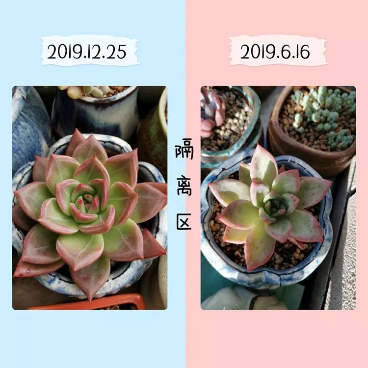 大紅袍多肉好養(yǎng)嗎_多肉大紅袍植物怎么養(yǎng)_多肉植物大紅袍的養(yǎng)殖