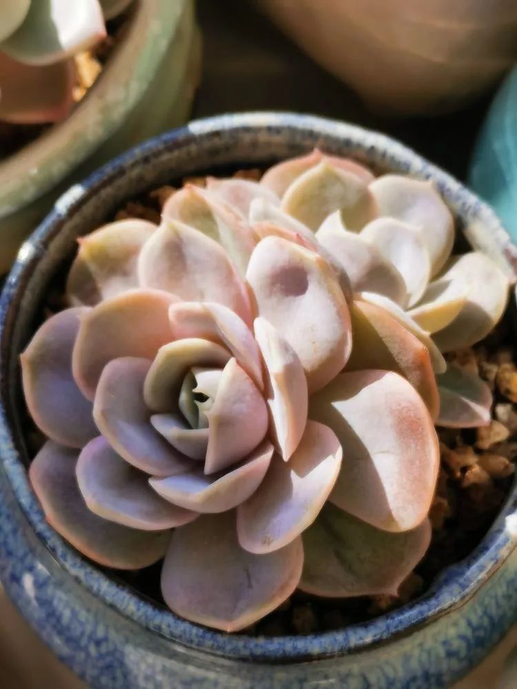 大紅袍多肉好養(yǎng)嗎_多肉植物大紅袍的養(yǎng)殖_多肉大紅袍植物怎么養(yǎng)