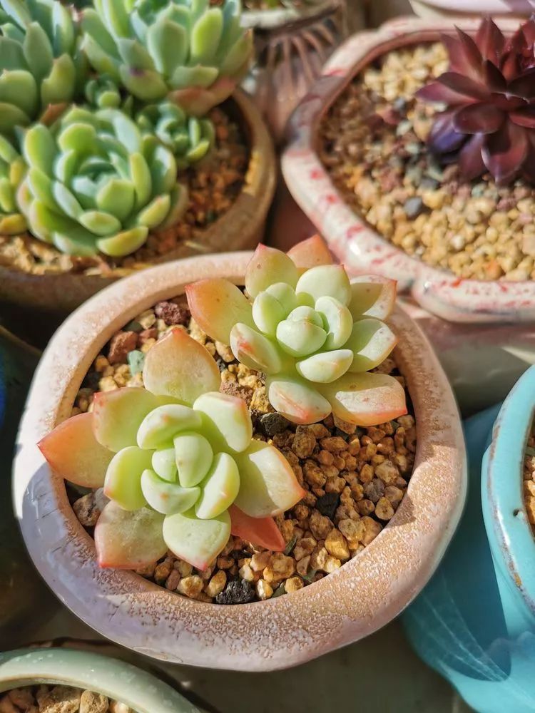 大紅袍多肉好養(yǎng)嗎_多肉大紅袍植物怎么養(yǎng)_多肉植物大紅袍的養(yǎng)殖