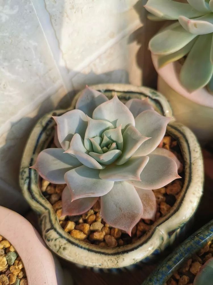 多肉大紅袍植物怎么養(yǎng)_大紅袍多肉好養(yǎng)嗎_多肉植物大紅袍的養(yǎng)殖