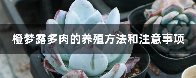 紫珍珠多肉怎么養(yǎng)爆盆_紫珍珠多肉的養(yǎng)殖方法和注意事項_紫珍珠多肉養(yǎng)護