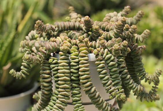 多肉錢串子的養(yǎng)殖方法和澆水_多肉錢串子有什么作用_錢串子多肉的養(yǎng)殖方法和注意事項(xiàng)