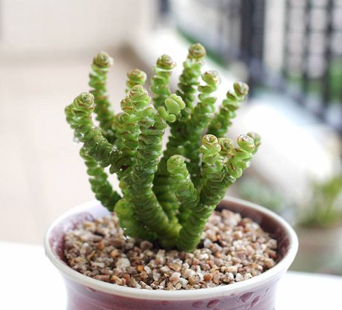 錢串子多肉的養(yǎng)殖方法和注意事項(xiàng)_多肉錢串子有什么作用_多肉錢串子的養(yǎng)殖方法和澆水