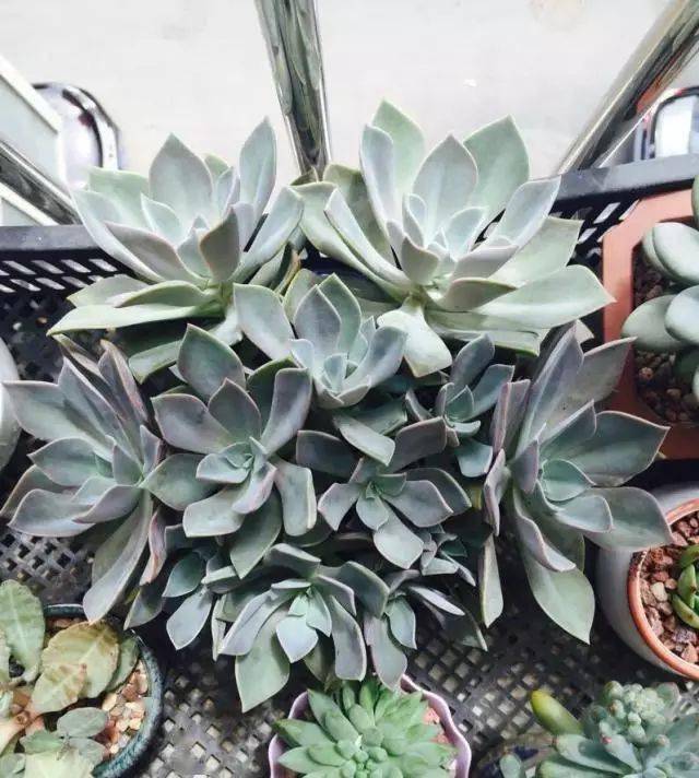 多肉黃麗的養(yǎng)殖方法和注意事項(xiàng)_多肉黃麗怎么養(yǎng)成老樁_如何養(yǎng)黃麗多肉